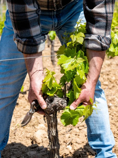 Green Pruning Vineyard Farmer Removes Young Sprouts Vine Trunk Traditional — Stockfoto