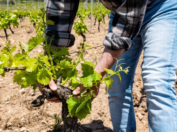 Grünschnitt Des Weinbergs Landwirt Entfernt Junge Triebe Rebenstamm Traditionelle Landwirtschaft — Stockfoto