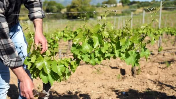 Green Pruning Vineyard Farmer Removes Excess Young Sprouts Branches Vine — Video