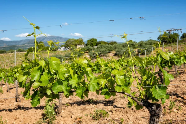 Young Sprouts Bunches Grapes Close Buds Bunches Grapes Branches Vineyard — Stock Photo, Image