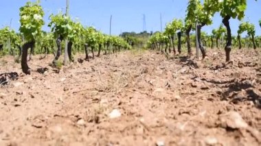 İlkbaharda yeni filizler ve dallarda taze yapraklar olan üzüm bağları. Sarmaşığın genç cilvesi. Geleneksel tarım. Sardunya, İtalya.