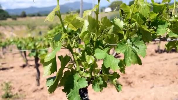 Tumbuh Muda Dengan Seikat Anggur Close Tunas Bunches Grapes Branch — Stok Video