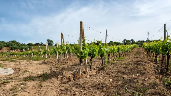 Young Sprouts Bunches Grapes Close Buds Bunches Grapes Branches Vineyard — Stock Photo, Image