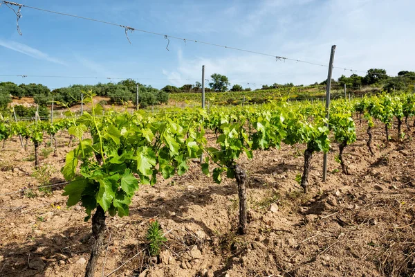 Young Sprouts Bunches Grapes Close Buds Bunches Grapes Branches Vineyard — Stock Photo, Image