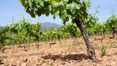 Üzümlü taze filizler. Sardunya, İtalya 'da bir üzüm bağının dallarındaki tomurcuklara ve üzüm paketlerine yakın çekim. Geleneksel tarım.
