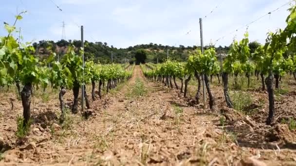 Vineyard Spring New Shoots Young Leaves Branches Young Inflorescence Vine — Vídeo de Stock