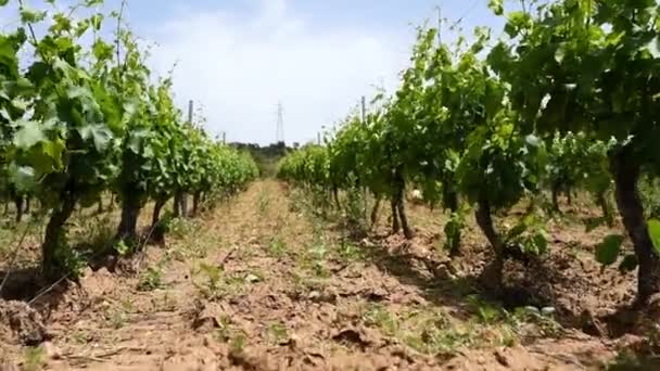 Wijngaard Het Voorjaar Met Trossen Druiven Tijdens Bloei Jonge Bladeren — Stockvideo