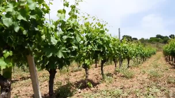 Wijngaard Het Voorjaar Met Trossen Druiven Tijdens Bloei Jonge Bladeren — Stockvideo