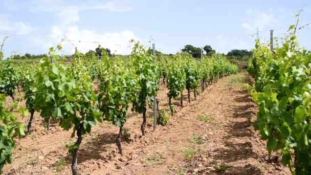 Vinha Primavera Com Cachos Uvas Durante Floração Folhas Jovens Nos — Vídeo de Stock