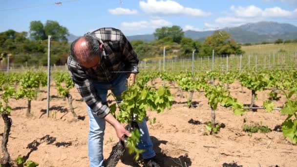 Taille Verte Vignoble Agriculteur Enlève Excès Jeunes Pousses Des Branches — Video