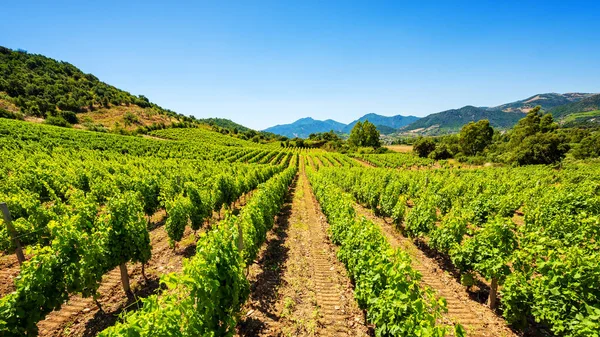 Jarní Přehled Řádků Vinice Sardinii Itálii Tradiční Zemědělství — Stock fotografie