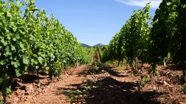 Spring Overview Rows Vineyard Sardinia Italy Traditional Agriculture — Stock Video