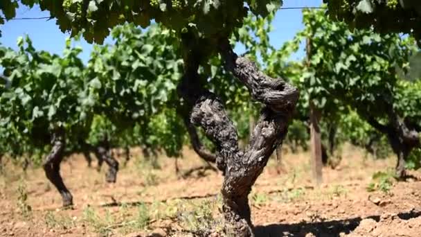 Spring Overview Rows Vineyard Sardinia Italy Traditional Agriculture — Stock Video