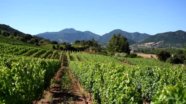Весняний Огляд Рядів Виноградника Сардинії Італія Традиційне Сільське Господарство — стокове відео