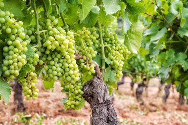 Üzüm bağındaki demetleri kapatıyorum. Olgunlaşmadan önce kabaran böğürtlenli üzümler. Geleneksel tarım. Sardunya.