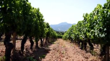 İtalya, Sardinya 'daki bir üzüm bağının bahar manzarası. Geleneksel tarım. Dikey video.