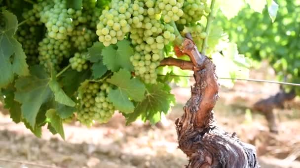 Closing Bunches Vineyard Bunches Grapes Berries Swell Ripening Traditional Agriculture — Stock Video