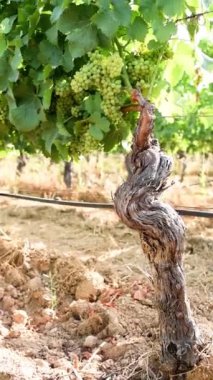 Closing of the bunches in a vineyard. Bunches of grapes with berries that swell before ripening. Traditional agriculture. Sardinia. Footage. Vertical.