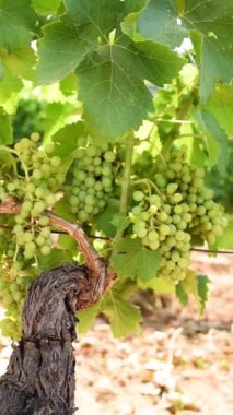 Closing of the bunches in a vineyard. Bunches of grapes with berries that swell before ripening. Traditional agriculture. Sardinia. Footage. Vertical.