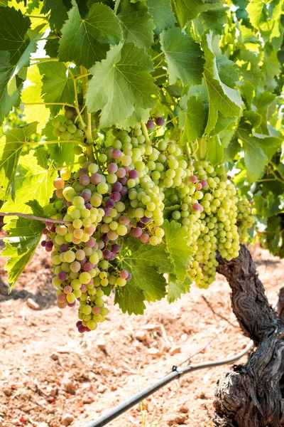 Veraison Vineyard Bunches Grapes Berries Begin Ripening Phase Traditional Agriculture — Stockfoto