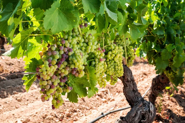Veraison Vineyard Bunches Grapes Berries Begin Ripening Phase Traditional Agriculture — Stock fotografie