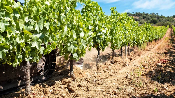 Léto Orání Vinice Tažným Paprskem Zemědělský Průmysl Vinařství — Stock fotografie