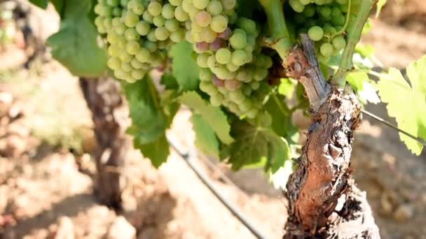 Veraison Vineyard Bunches Grapes Berries Begin Ripening Phase Traditional Agriculture — Αρχείο Βίντεο