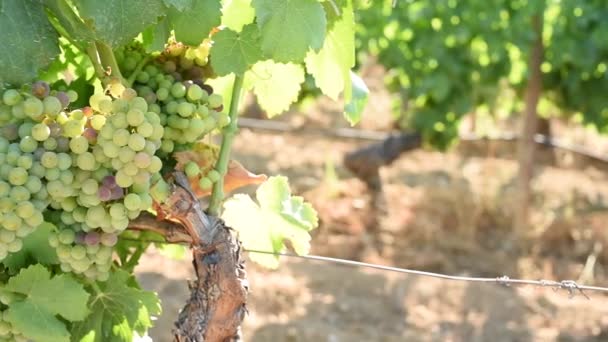 Veraison Vineyard Bunches Grapes Berries Begin Ripening Phase Traditional Agriculture — 图库视频影像