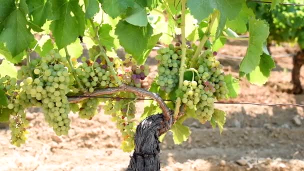 Veraison Vineyard Bunches Grapes Berries Begin Ripening Phase Traditional Agriculture — Stok video