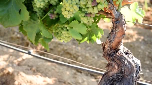Veraison Vineyard Bunches Grapes Berries Begin Ripening Phase Traditional Agriculture — Vídeo de Stock