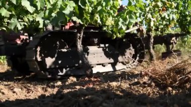 Summer plowing of the vineyard with the crawler tractor. Agricultural industry, winery. 