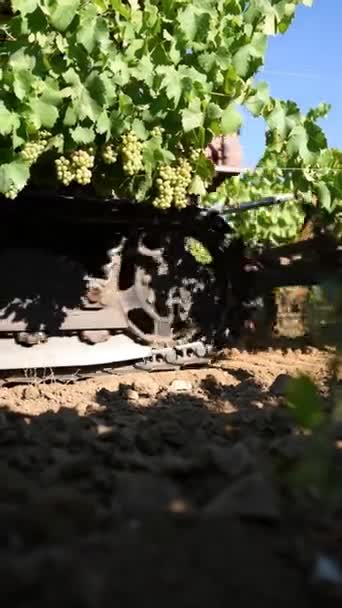 Sommerpflügen Des Weinbergs Mit Dem Raupentraktor Landwirtschaftliche Industrie Weingut — Stockvideo