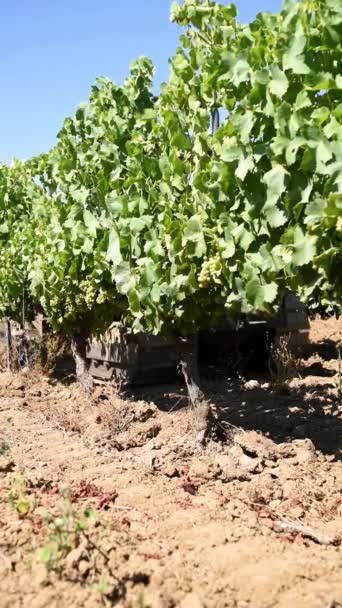 Summer Plowing Vineyard Crawler Tractor Agricultural Industry Winery — Video