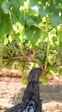 Veraison in a vineyard. Bunches of grapes with berries that begin the ripening phase. Traditional agriculture. Sardinia. Vertical video.