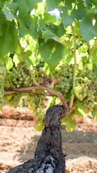 Veraison Vineyard Bunches Grapes Berries Begin Ripening Phase Traditional Agriculture — 图库视频影像