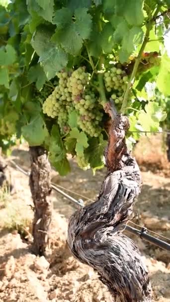 Veraison Vineyard Bunches Grapes Berries Begin Ripening Phase Traditional Agriculture — Stockvideo