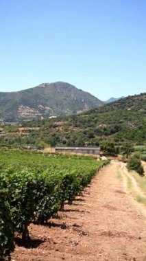 Overview in summer of the rows of a of a vineyard in Sardinia, Italy. Traditional agriculture. Vertical video.