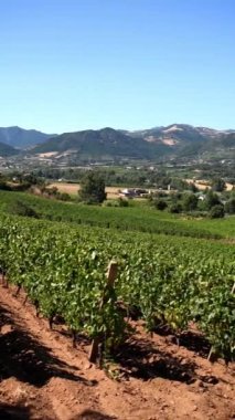 Overview in summer of the rows of a of a vineyard in Sardinia, Italy. Traditional agriculture. Vertical video.