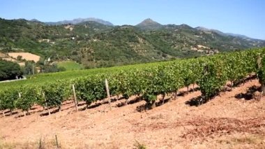 Overview in summer of the rows of a of a vineyard in Sardinia, Italy. Traditional agriculture.