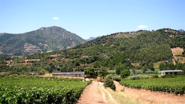 Overview Summer Rows Vineyard Sardinia Italy Traditional Agriculture — 비디오