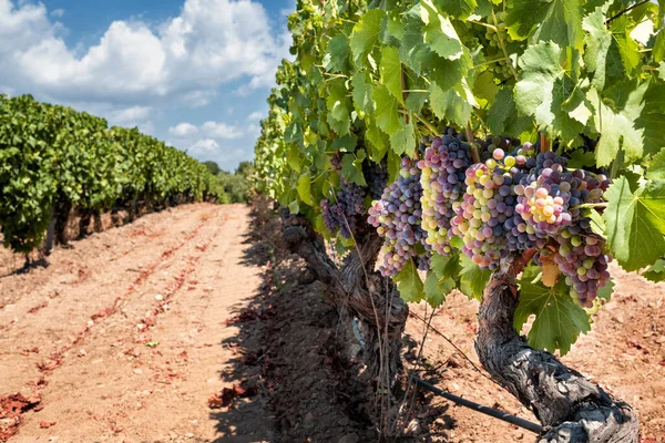 Veraison Vineyard Bunches Grapes Berries Begin Ripening Phase Traditional Agriculture — стоковое фото