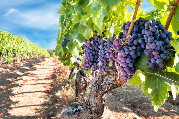 Veraison Vineyard Bunches Grapes Berries Begin Ripening Phase Traditional Agriculture — Stock fotografie