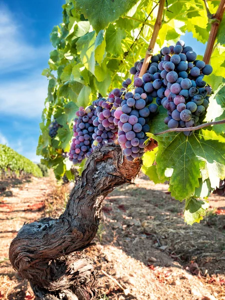 Veraison Vineyard Bunches Grapes Berries Begin Ripening Phase Traditional Agriculture — Fotografia de Stock