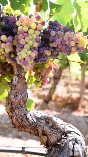 Veraison Vineyard Bunches Grapes Berries Begin Ripening Phase Traditional Agriculture — Αρχείο Βίντεο