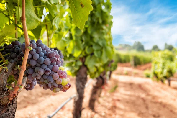 Veraison Vineyard Bunches Grapes Berries Begin Ripening Phase Traditional Agriculture — Stockfoto