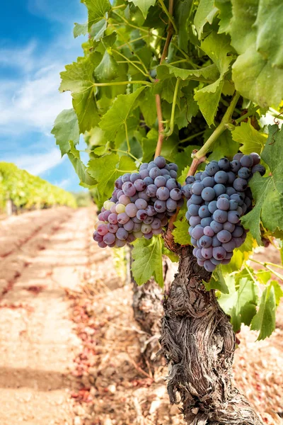 Veraison Vineyard Bunches Grapes Berries Begin Ripening Phase Traditional Agriculture — Stock fotografie