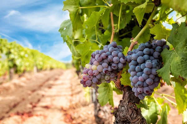 Veraison Vineyard Bunches Grapes Berries Begin Ripening Phase Traditional Agriculture — Fotografie, imagine de stoc