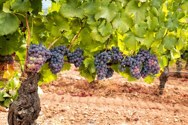 Veraison Vineyard Bunches Grapes Berries Begin Ripening Phase Traditional Agriculture — Stockfoto