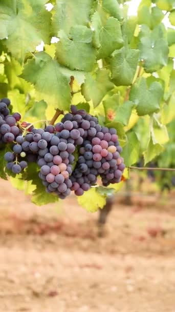 Veraison Vineyard Bunches Grapes Berries Begin Ripening Phase Traditional Agriculture — Stock videók