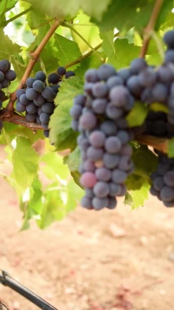 Veraison Vineyard Bunches Grapes Berries Begin Ripening Phase Traditional Agriculture — Stock video